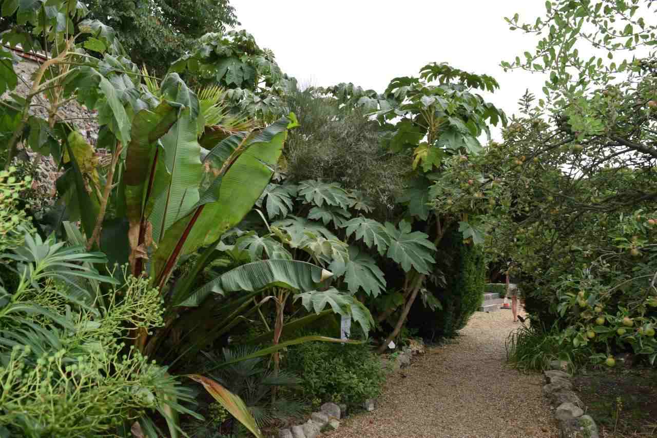 Walkway flanked with Tetrapanax papyrifera and other large leaved plants