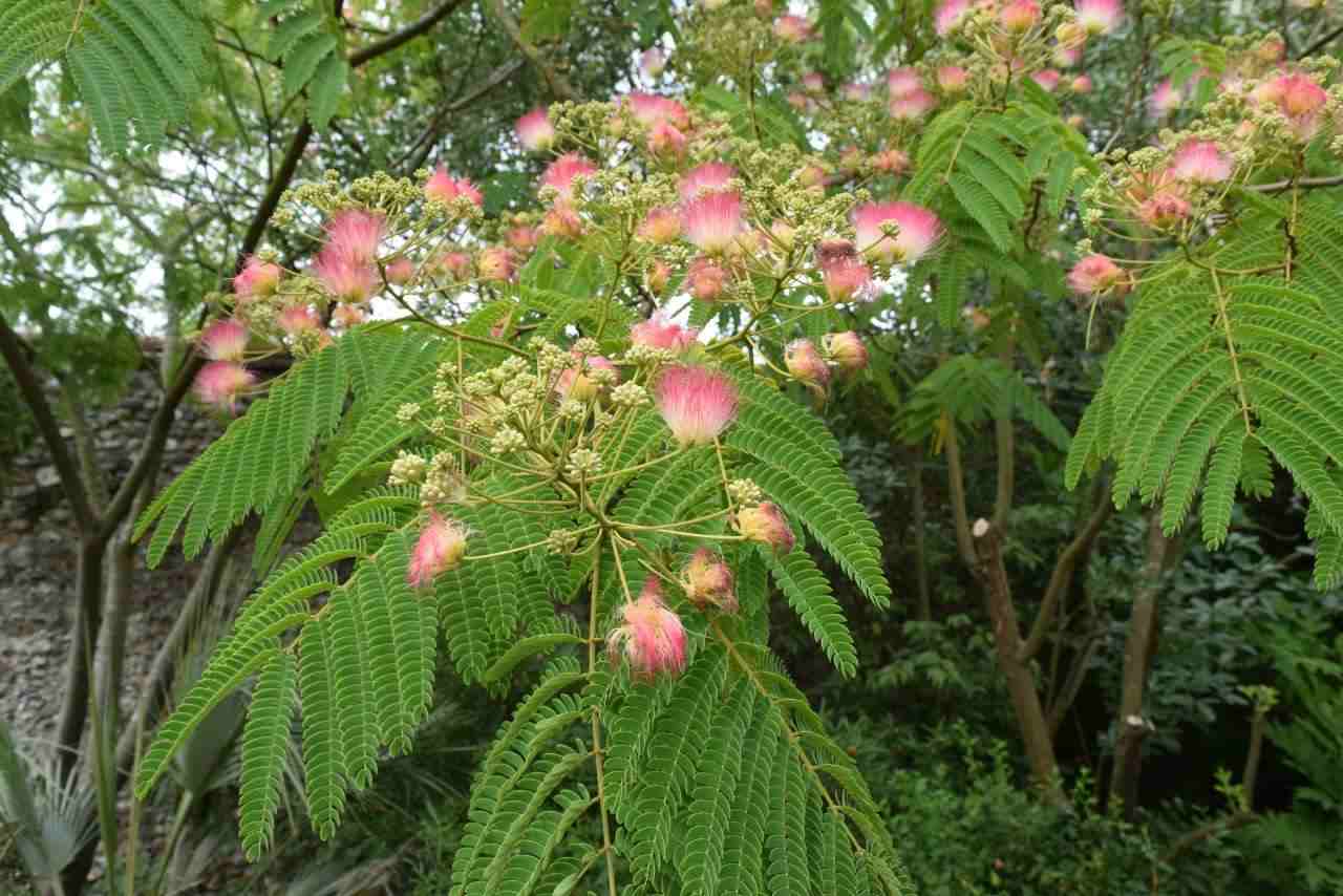 Albizia julibrissin (Persian Flwoer Tree) with delicate pink flowers