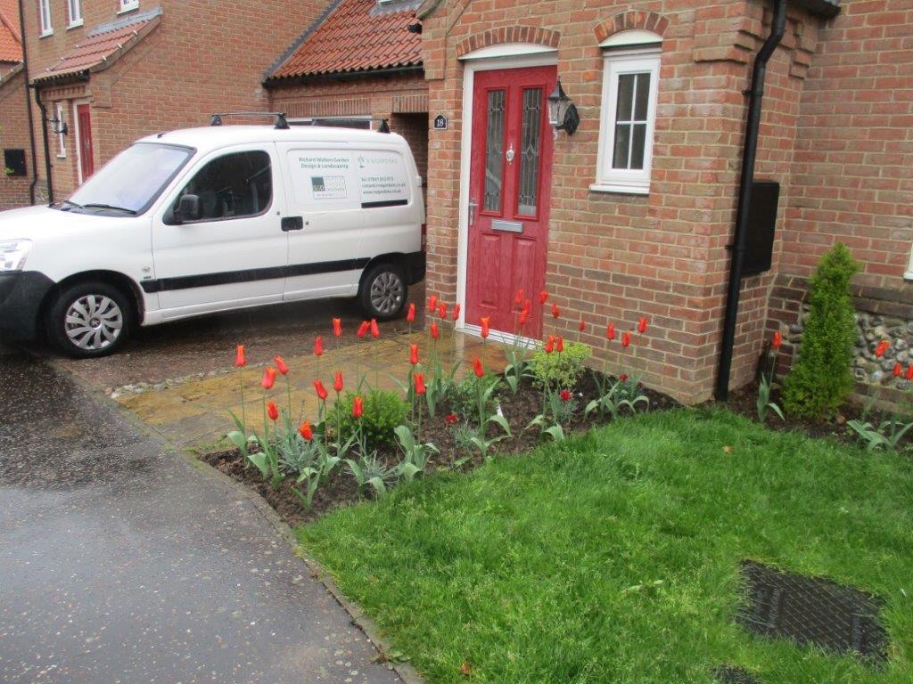 Front garden in early spring showing Ballerina Tulips