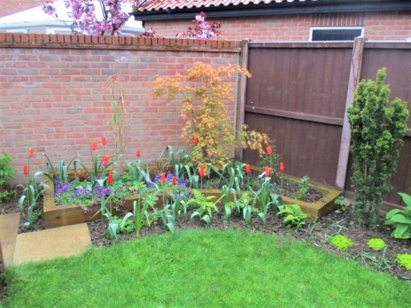 Raised bed showing Acer Katsura and perennials in spring