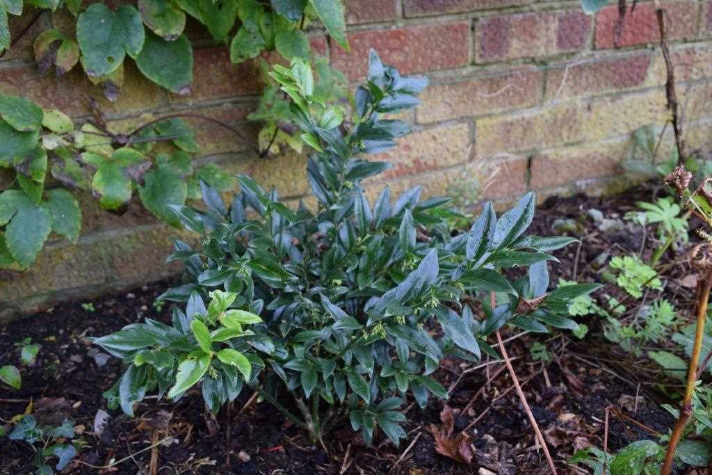 Sarcococca confusa with fragrant white flowers